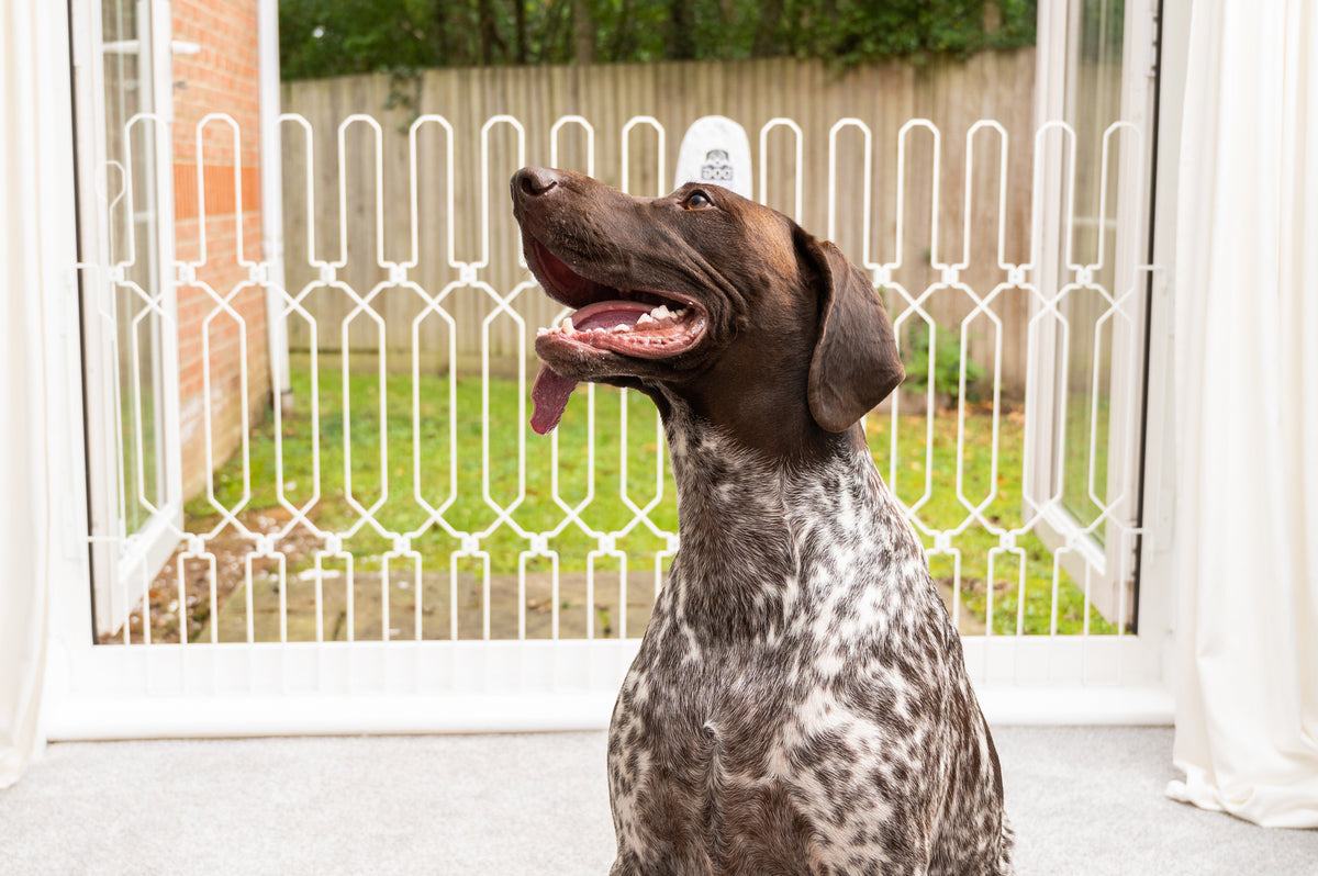 Types of Dog Gates: Indoor, Outdoor, Retractable & Travel Explained