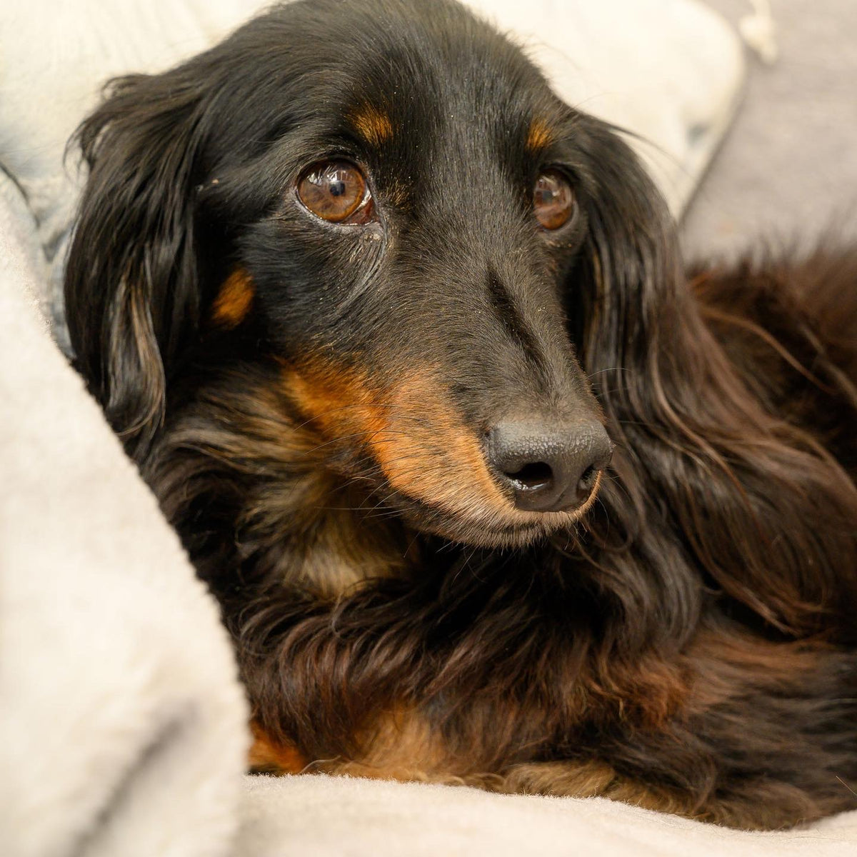 Moving house with your dog: top tips to help your dog adjust