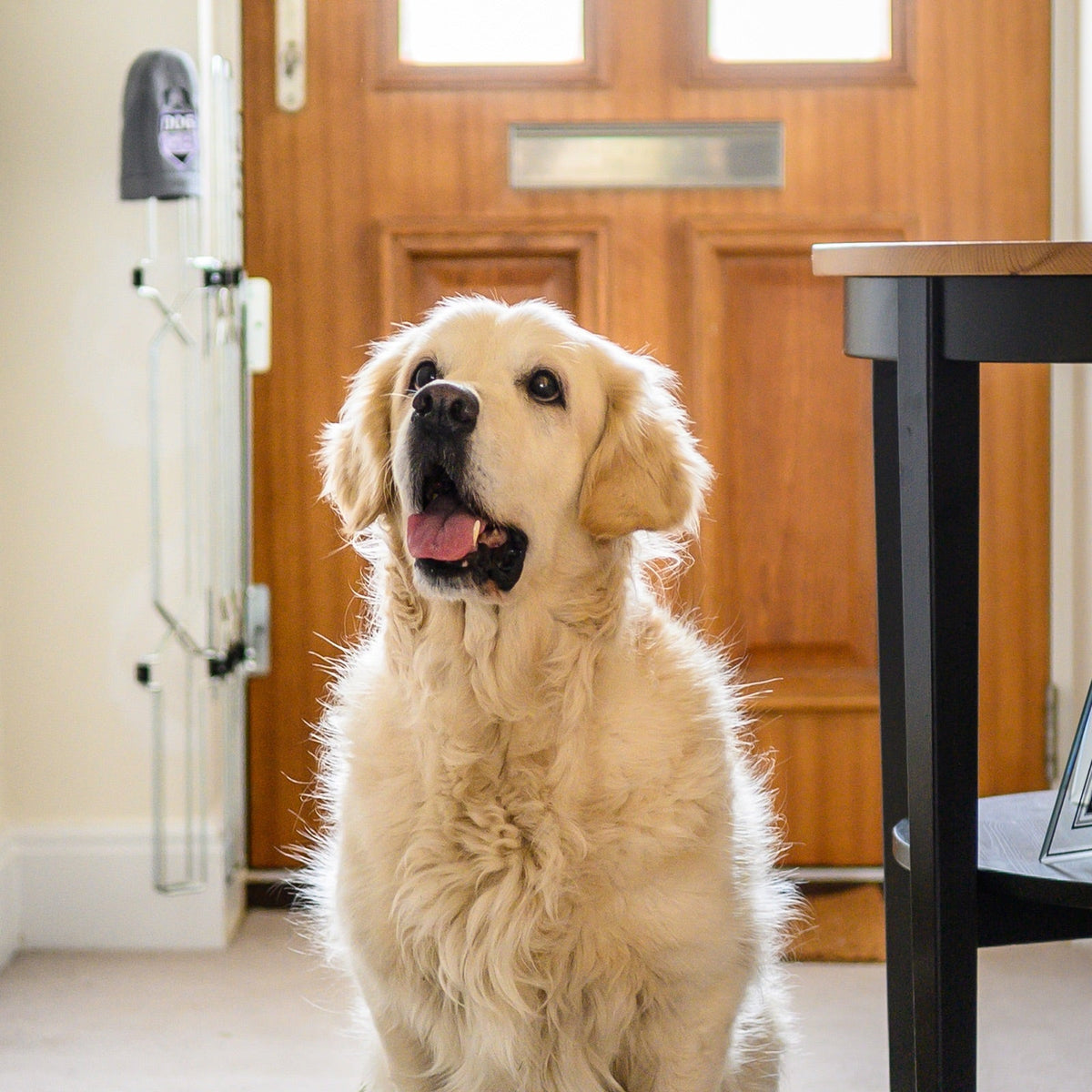 Dog-G8 for front doors: The Top 5 Questions Dog Owners Have