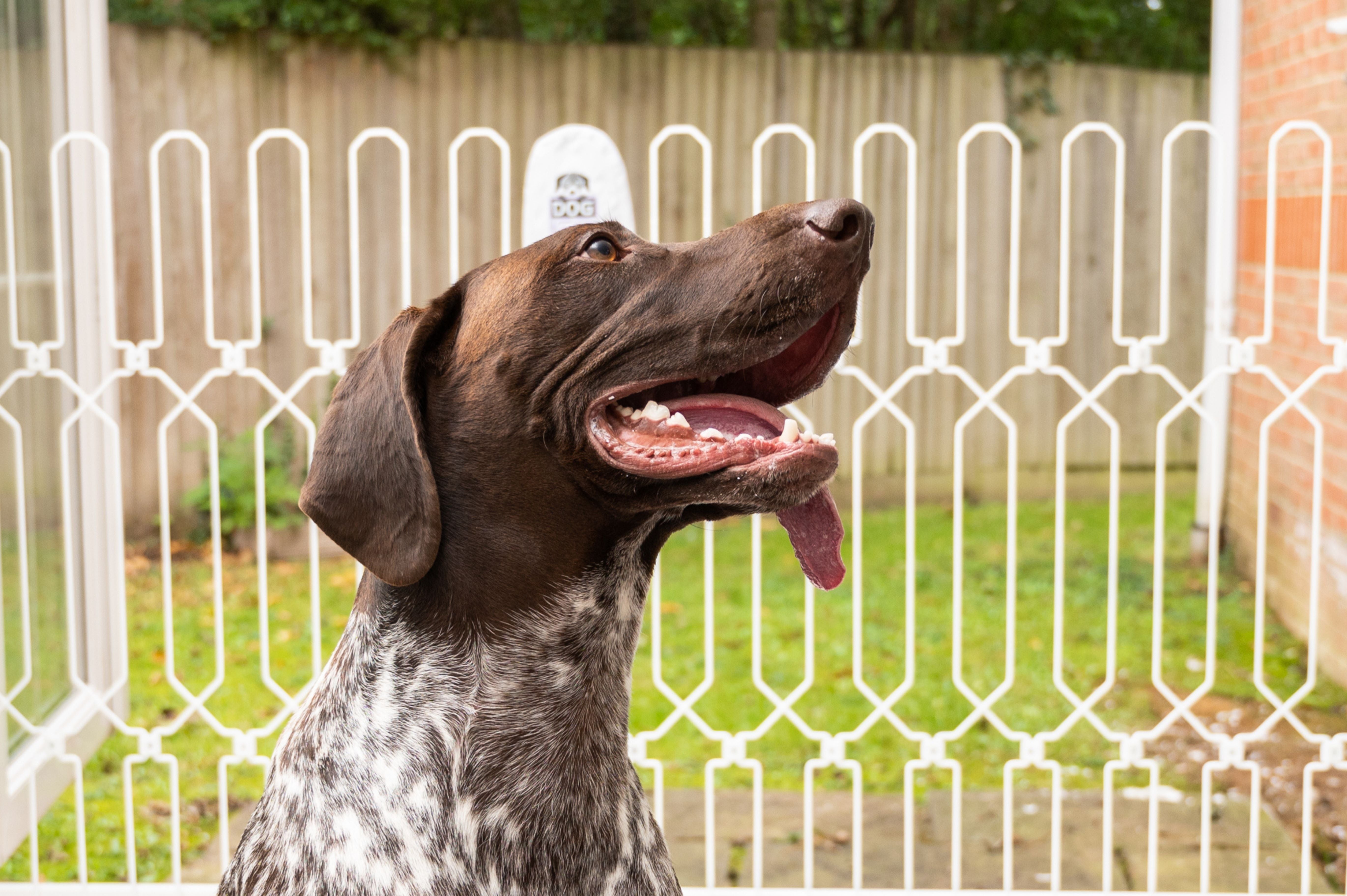 Explore Top Dog Shows & Motorhome Events Discover Pet Safety Gates by