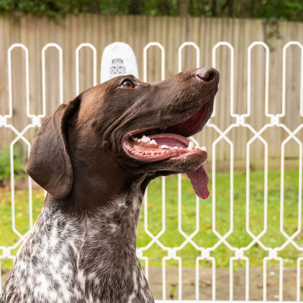 Explore Top Dog Shows & Motorhome Events Discover Pet Safety Gates by