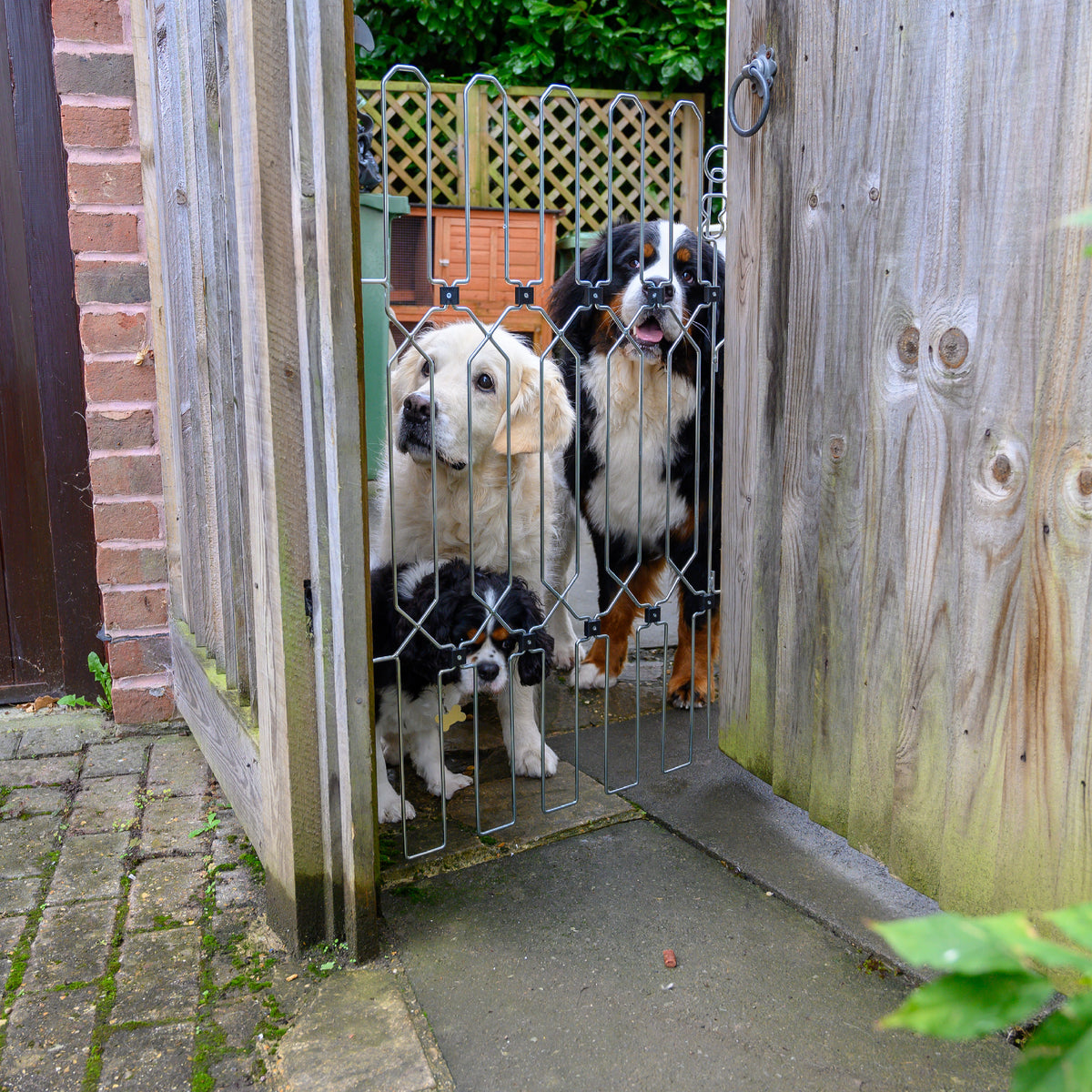 Step up security with a dog door gate for your dog day care or boarding business