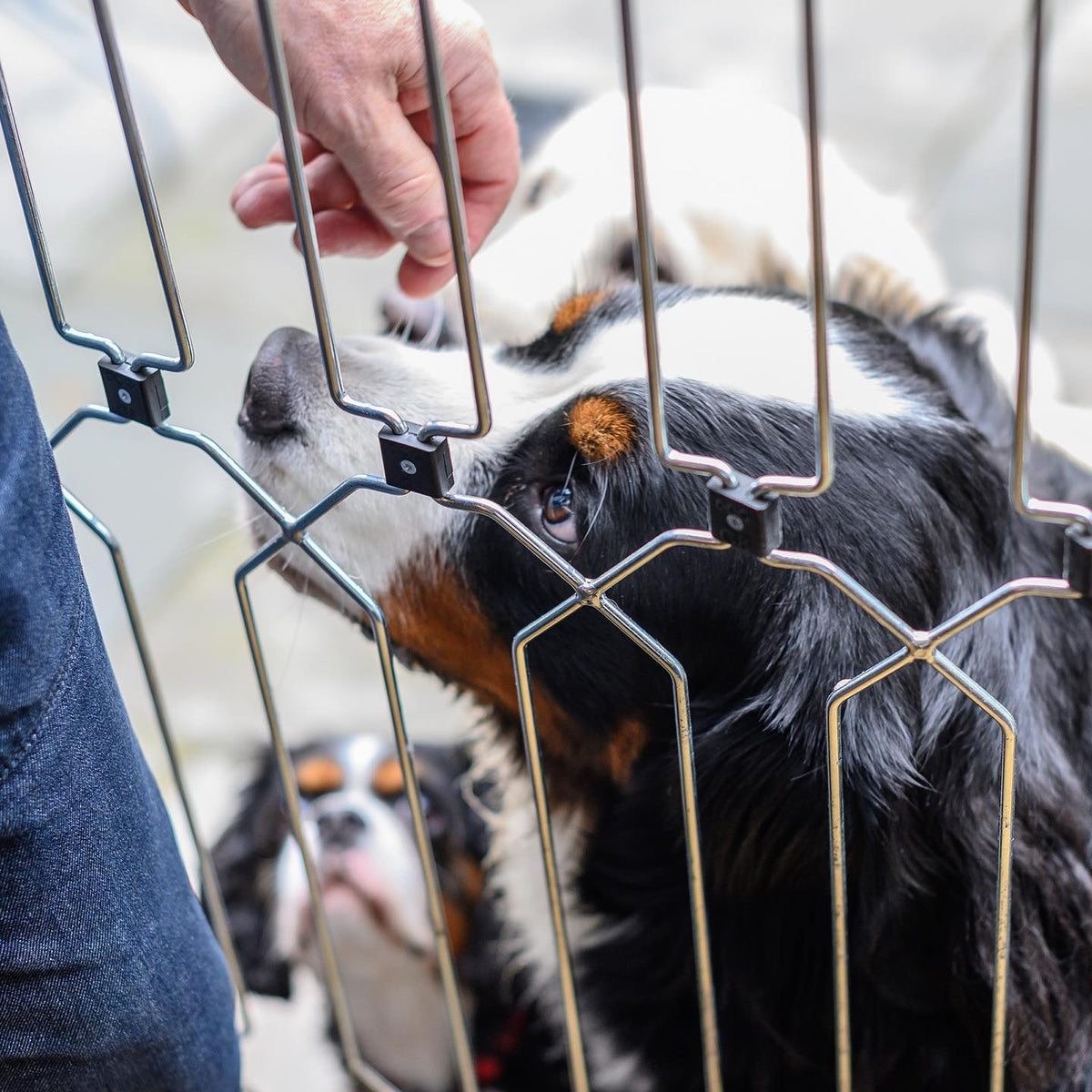 8 ways to help your dog get used to visitors (so everyone can relax)