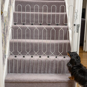 dog breeds prone to IVDD