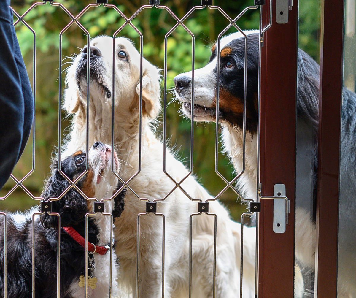 Choosing the Right Dog-G8 for Your Back Door: A Comprehensive Guide
