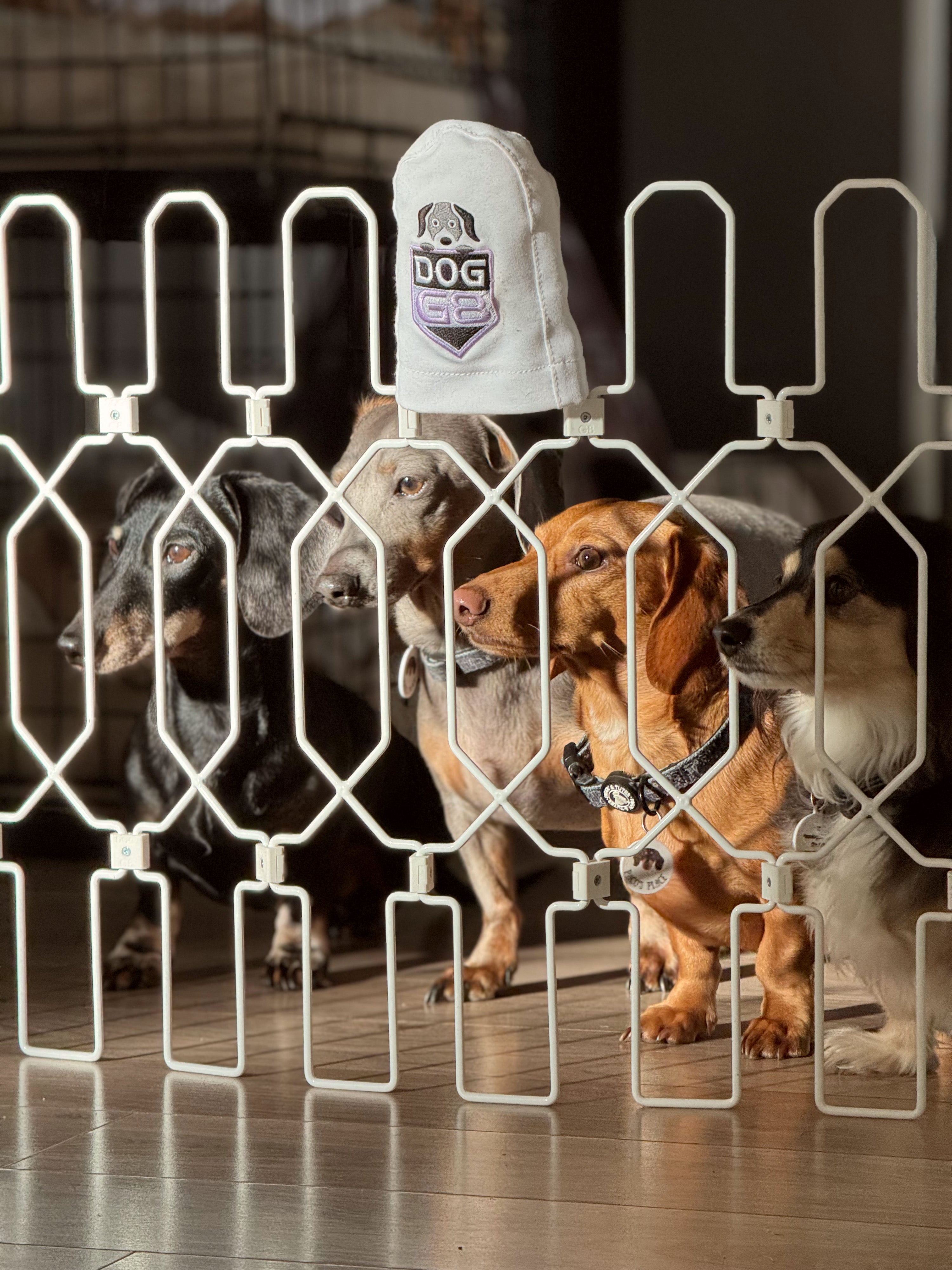 The Safest and Riskiest States to Own a Dog in 2026: Full U.S. Rankings