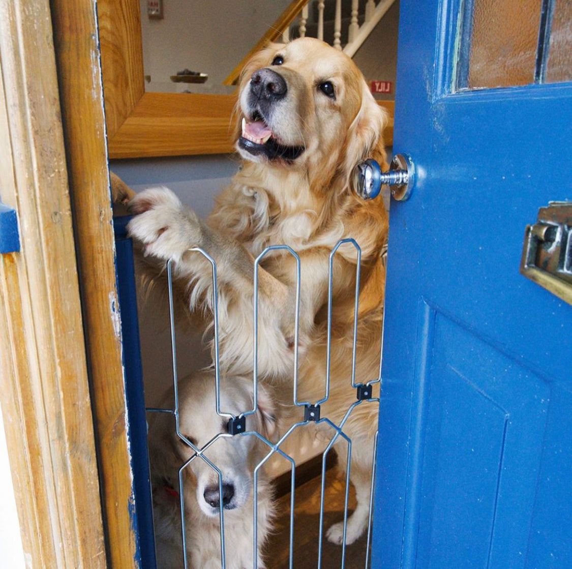 Hello Houndini: Will my dog jump the dog gate?