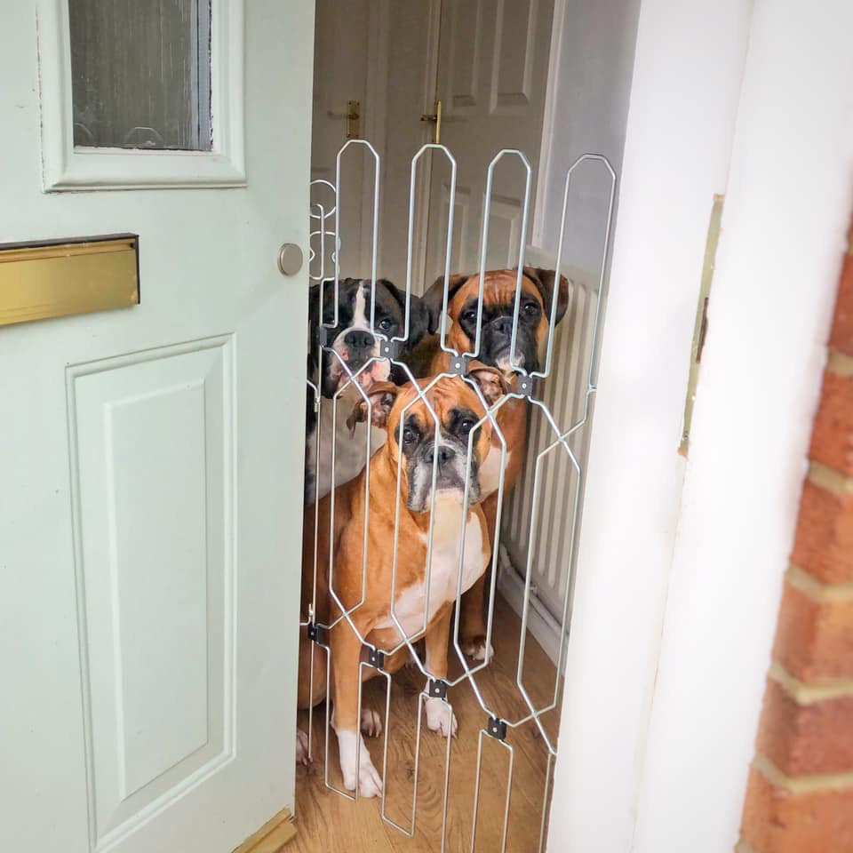 Six ways to protect your postie and keep your dog safe at the front door