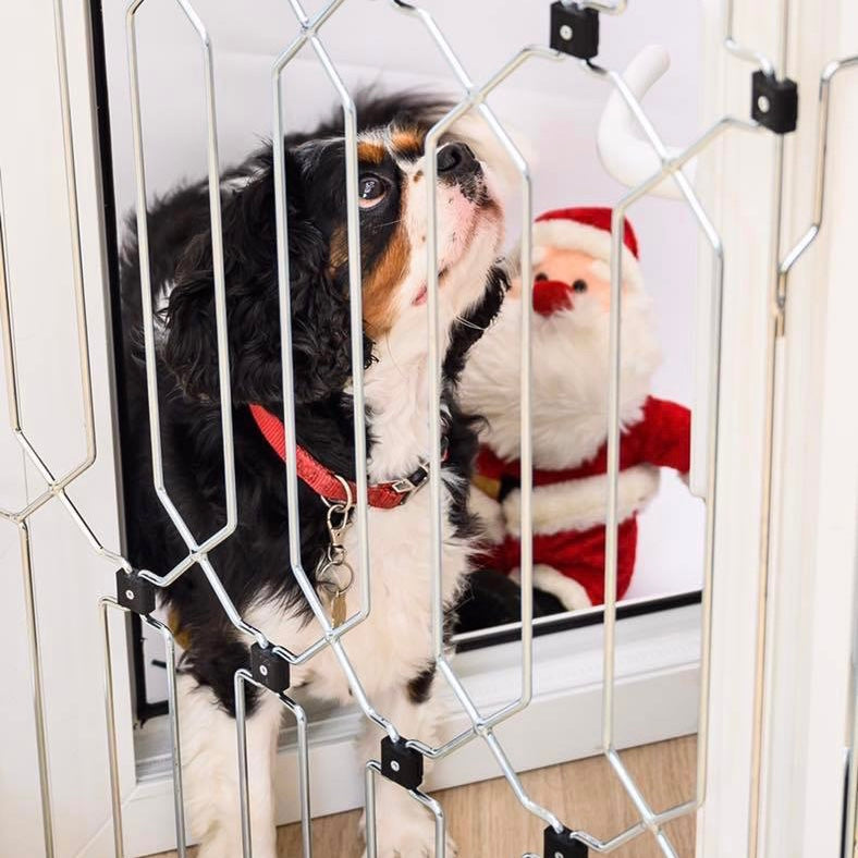 Top tips to set your dog up for success this Christmas