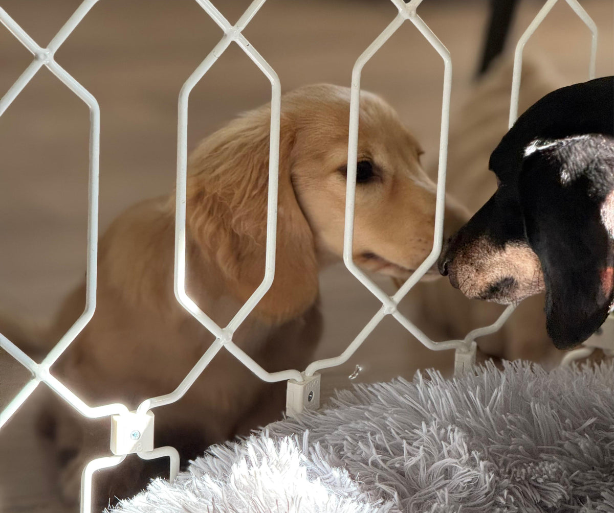 Are Stairs Bad for Puppies? The Truth About Puppy Stair Safety