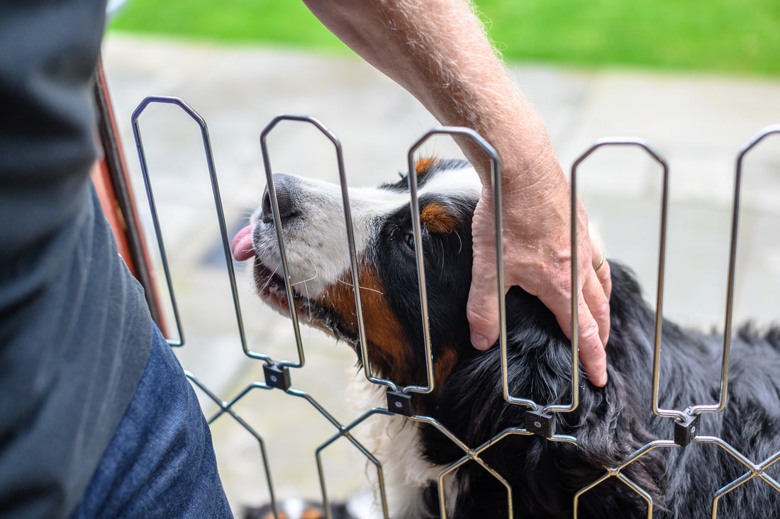 Keeping you & your dog safe