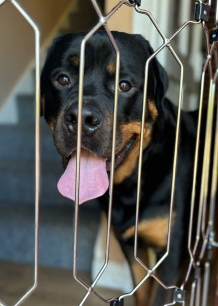 Dog-G8 door safety