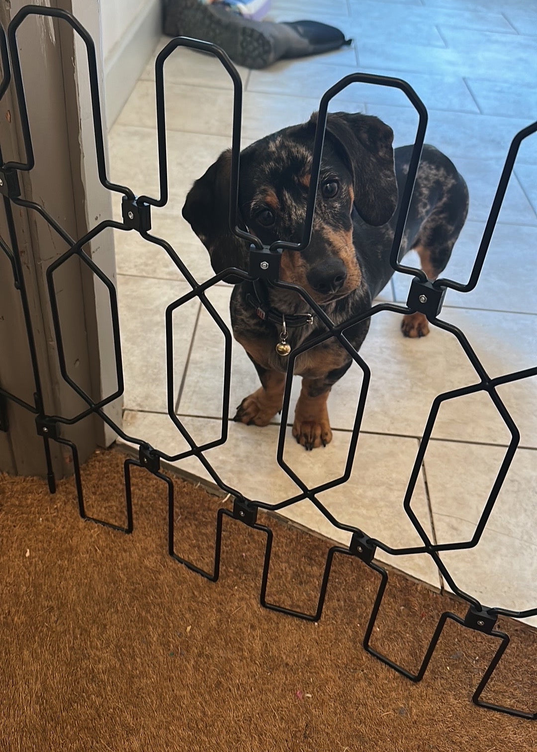 Dog-G8 training safety